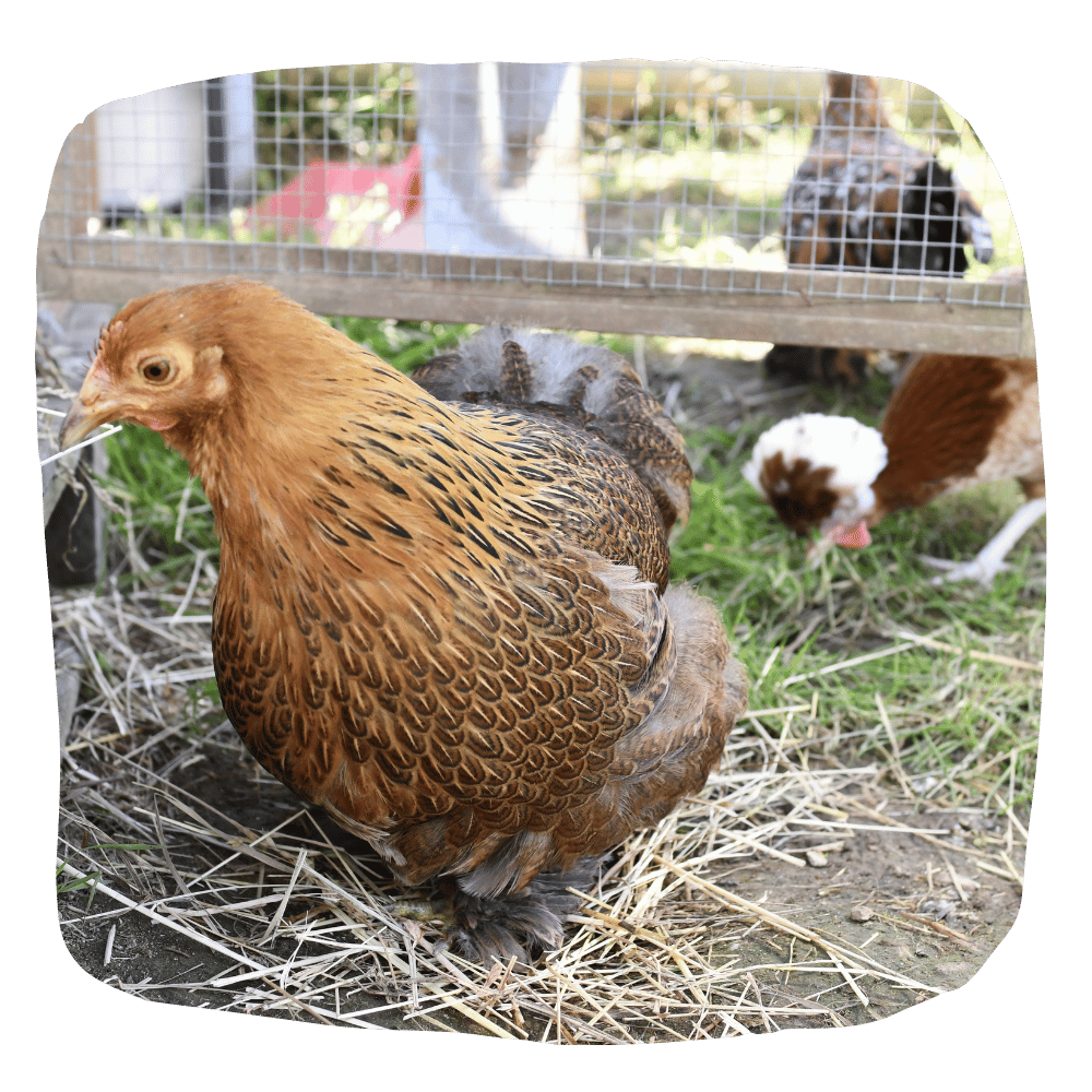 poule médiatrice